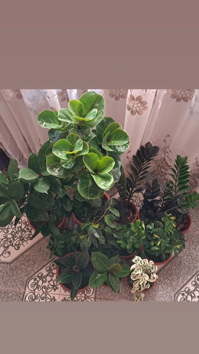 Цветы продаю Мырзакент