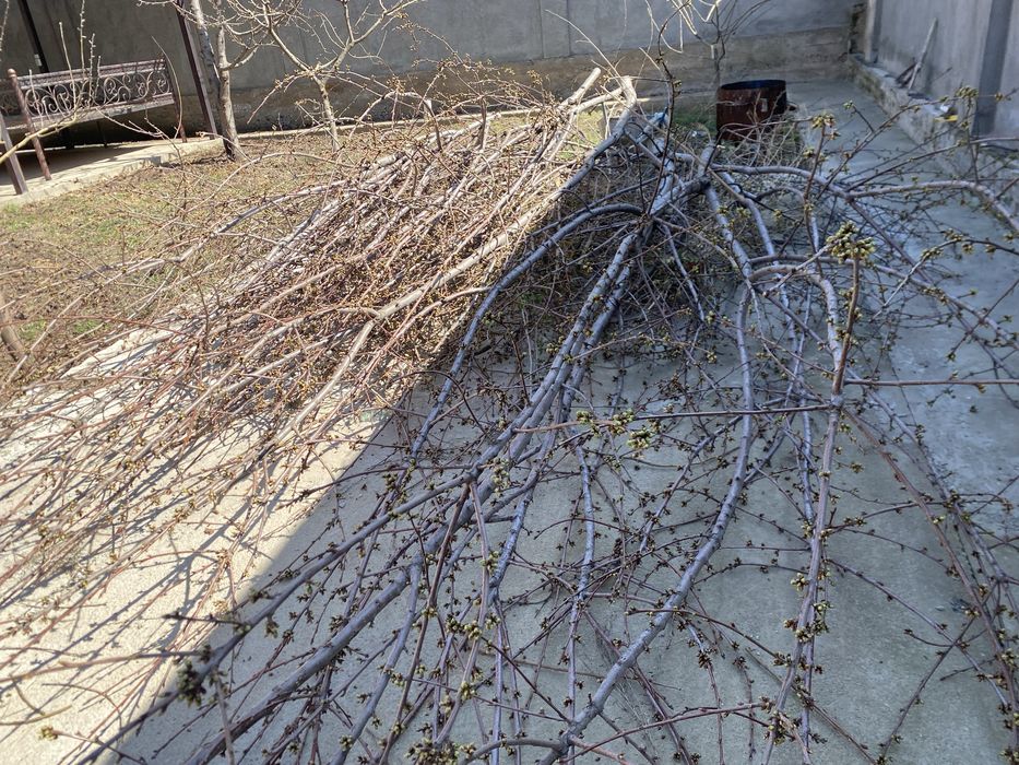 Дрова бесплатно. Отын тегін