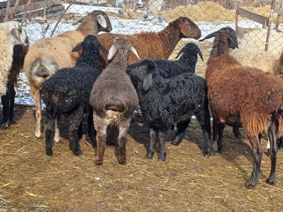 Семіз қозылар сатылады