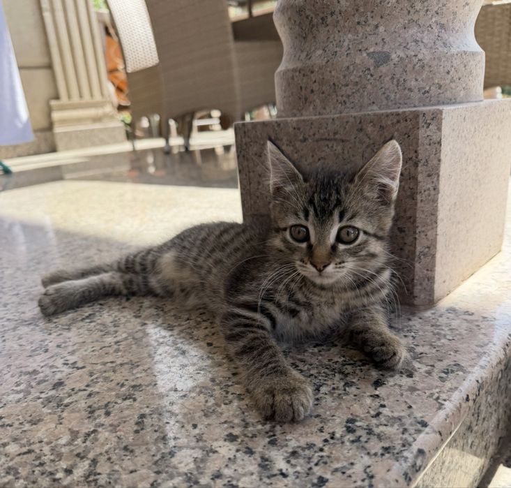 Котята мальчики 3 месяца