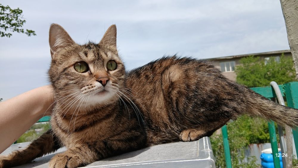 Пропала кошка хорошая