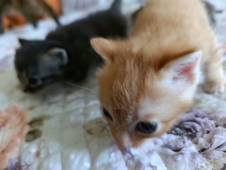 Отдам котят в хорошие руки