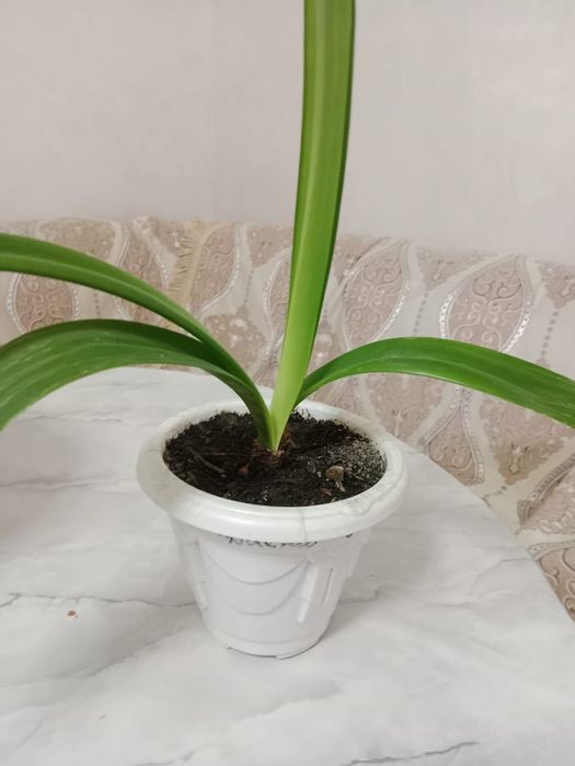 Продам домашние цветы