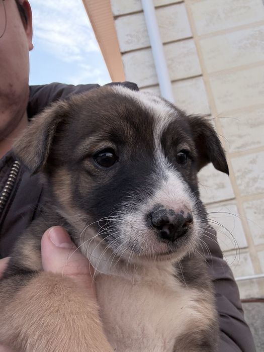 Щенок бесплатно