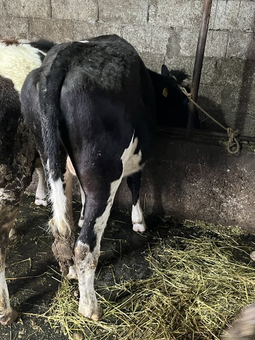 De vanzare 3 vitele de 9 luni