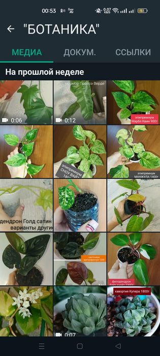 Цветы разные доступные экзоты