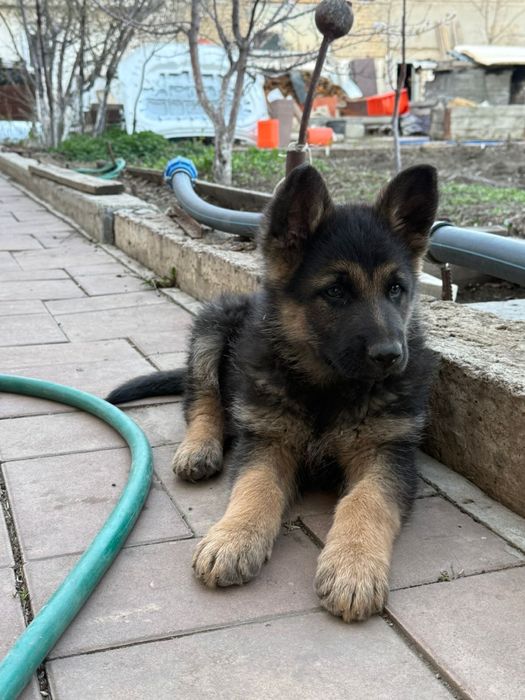 Щенки немецкой овчарки