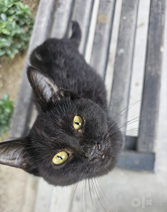 Чёрная кошка котёнок в Добрые Руки!