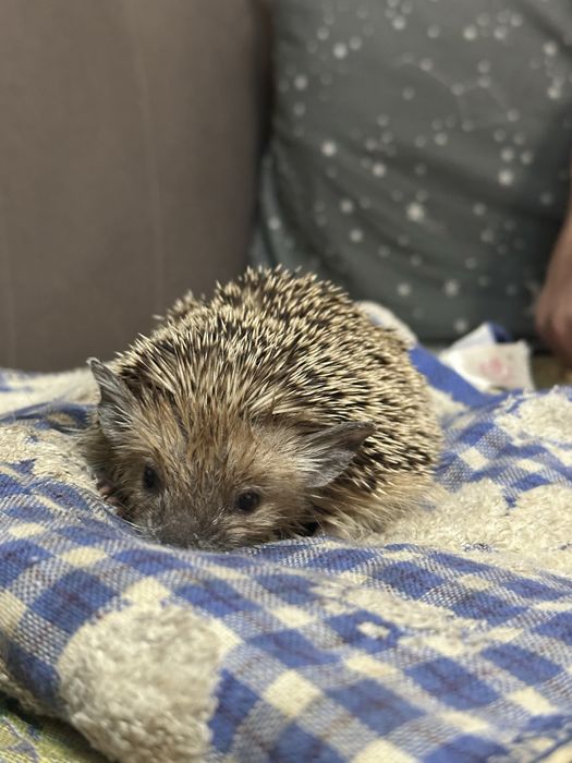 Ежик ручной домашний