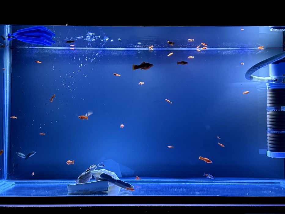 Akvarium 400l + baliqlari bilan