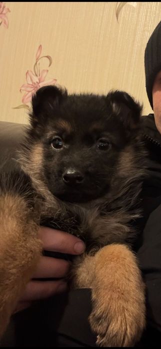 Щенки немецкой овчарки