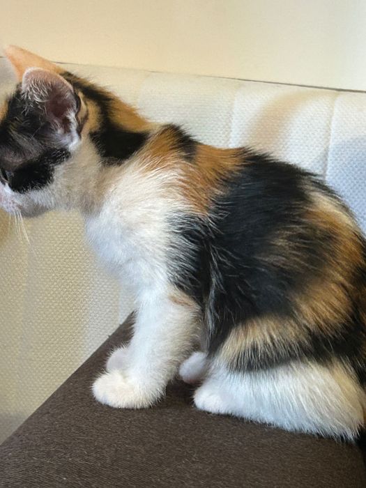 Adopții pisicute