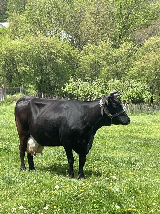 Vand vaca de lapte