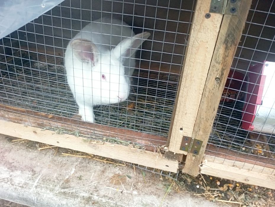 Продавам зайци  на различна  възраст  кръстоска  от  елитни  породи