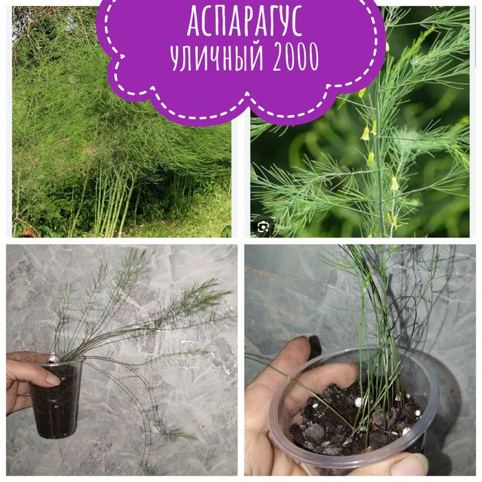 Цветы садовые и комнатные