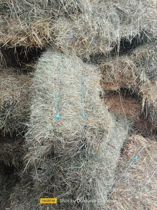 Otavă              .