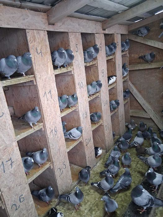 Disponibili porumbei 50 lei bucata