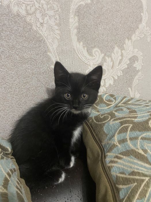 Отдам котят в добрые руки