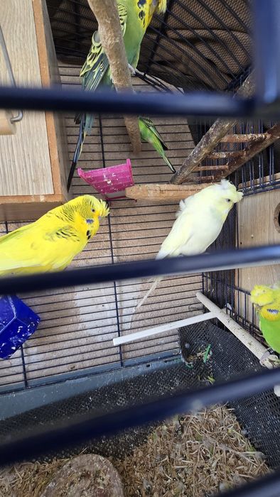 Peruș hogoromo japonez femela, moțată