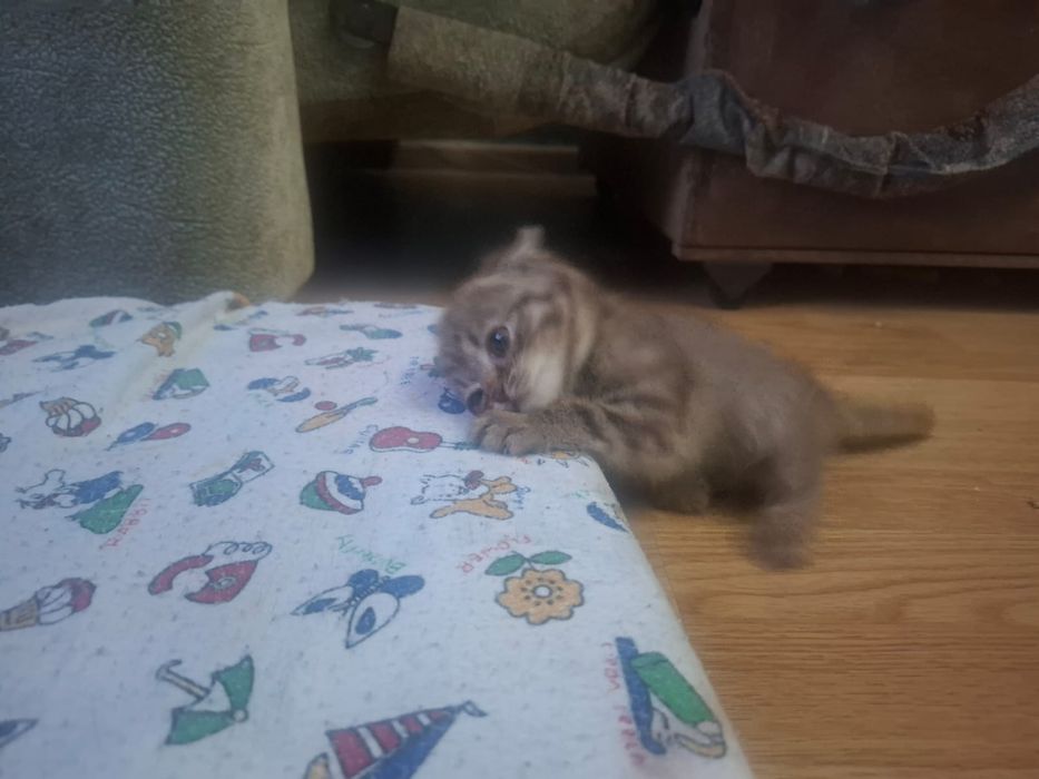 Котята вислоухие