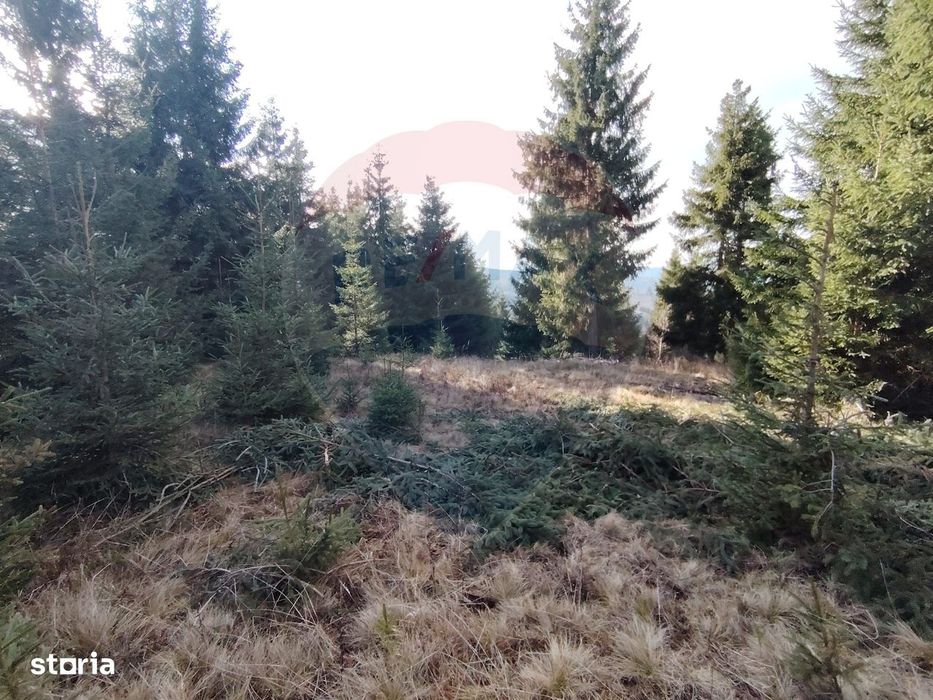 Teren 17,895mp Dorna-Arini / Prelungirea Cozănești