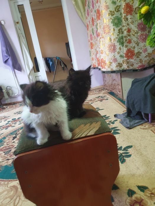 Кошки мейн-кун продаётся