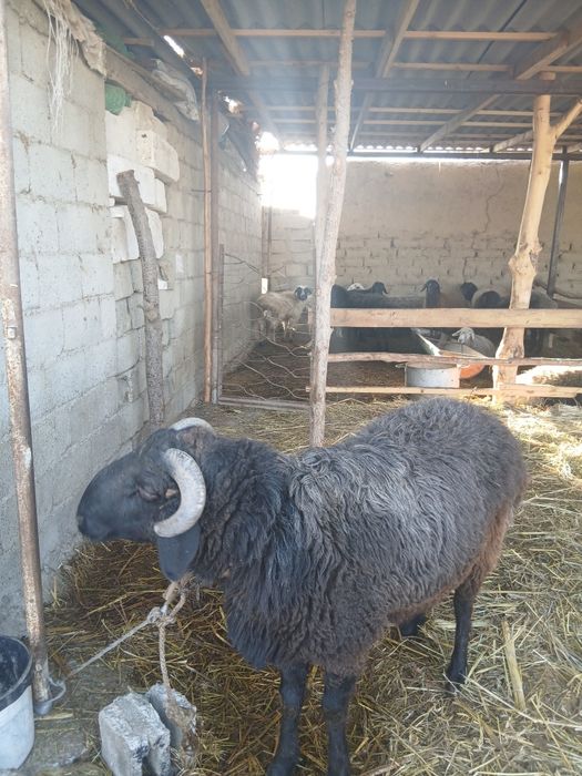 Qochqor olchab sotiladi