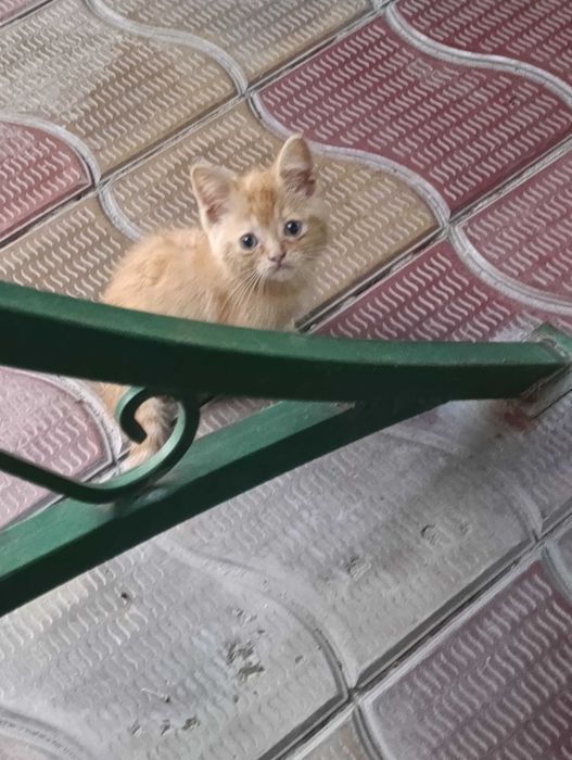 Подарю хорошего котенка!
