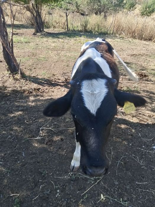 Продам породистого быка