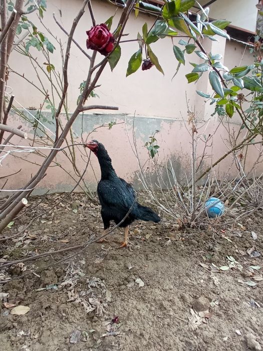 Макен сотилади зотка