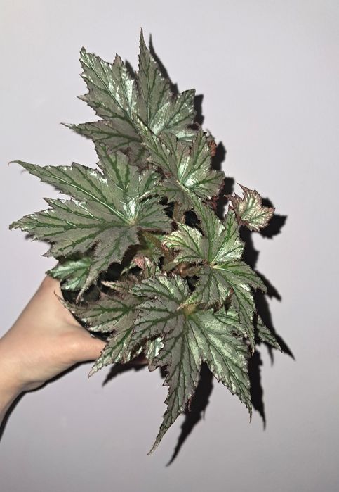 Редкая бегония !