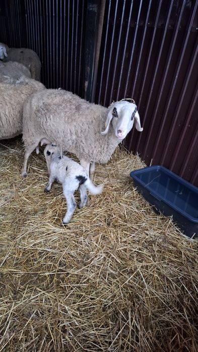 Oaie bergamax de vânzare