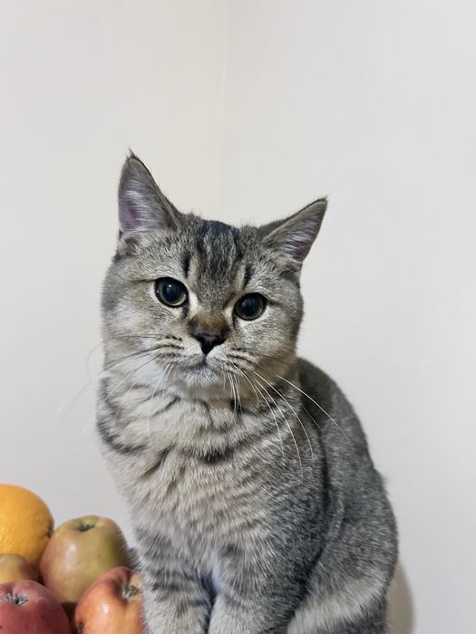 Zotdor mushuk ismi Baris