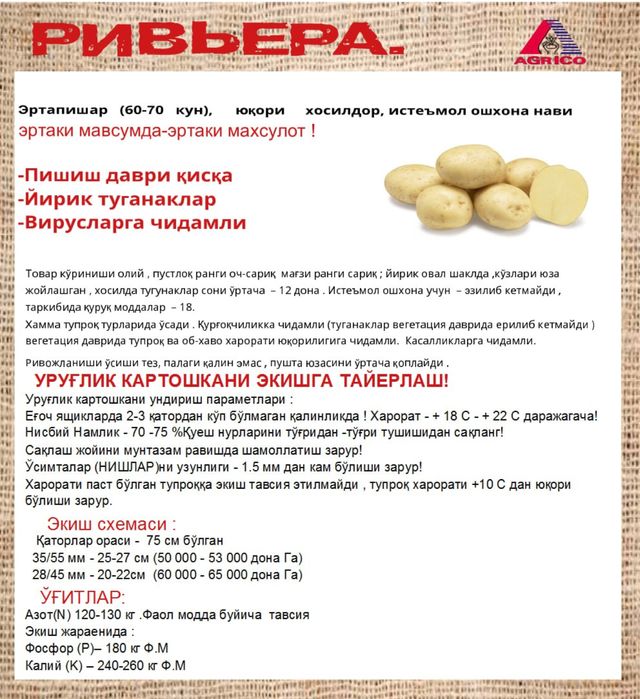 Уруглик картошка Urugʻlik kartoshka