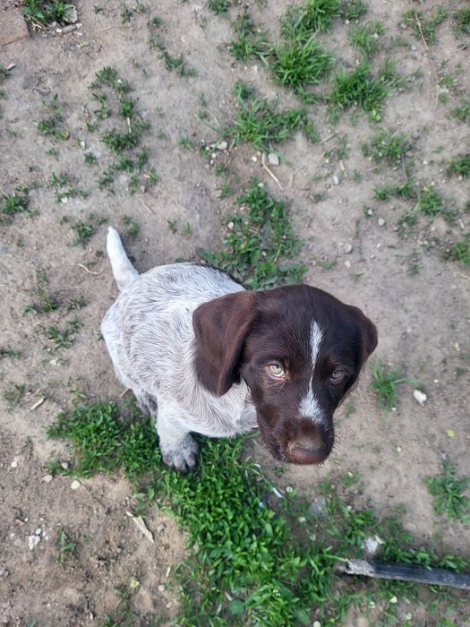 драатхар 2 месяц