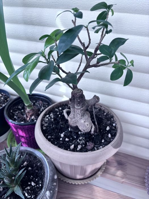 Продам цветы комнатные