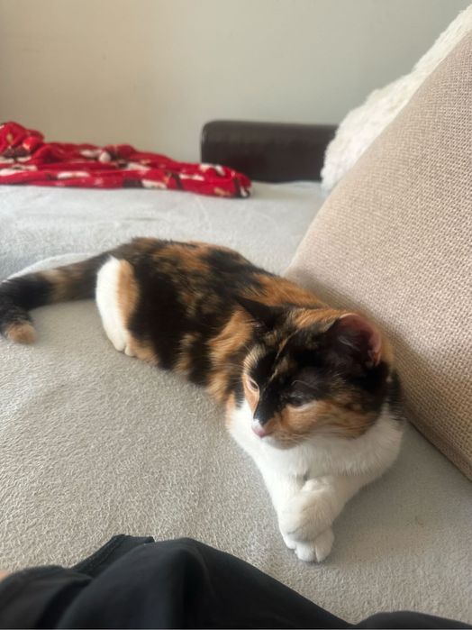 Подарява се коте