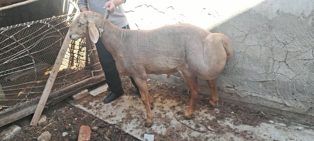 Арашан куй сотилади.