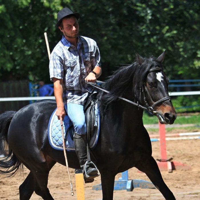 Продам кобылу ...