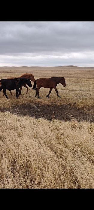 Тайлар сатылады еркек.