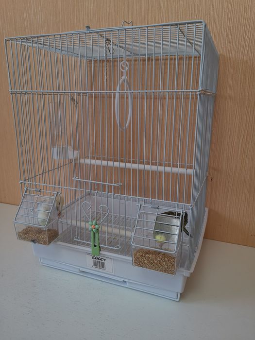 Продам попугаев 2шт