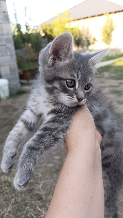 Отдам котят в добрые руки