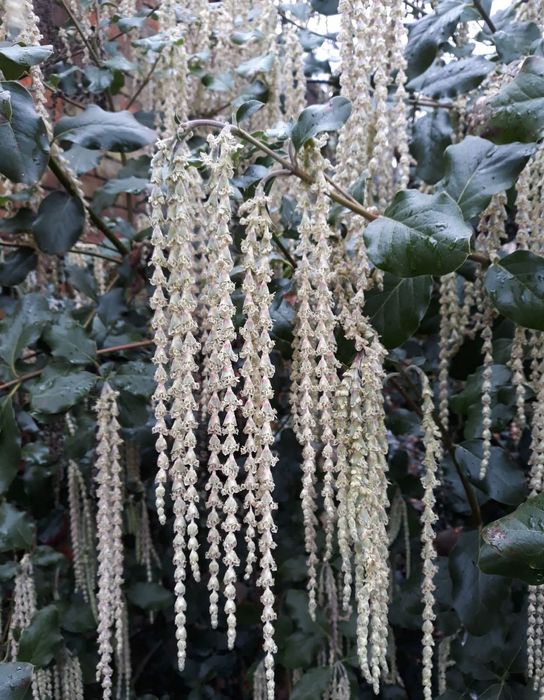 Гария (garrya thuretii)