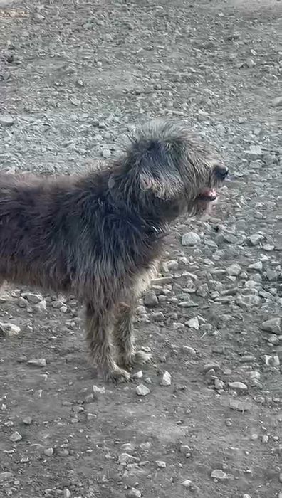 Пушок в ответственные руки