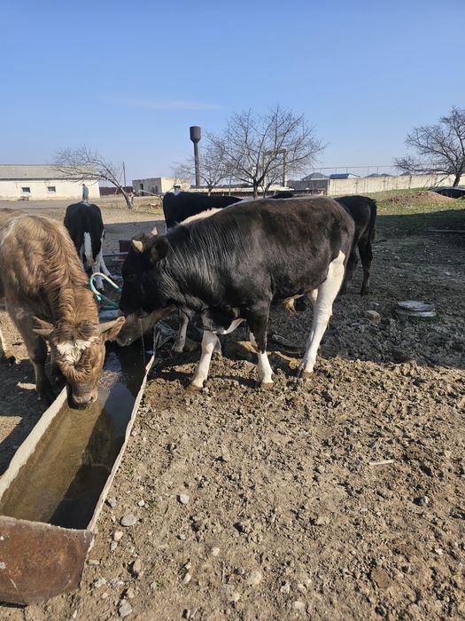 Продам бычки 7 голов