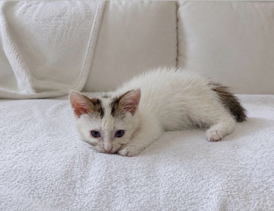 котенок девочка.