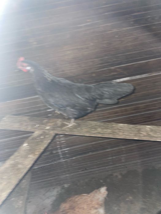 Феникс темный куры