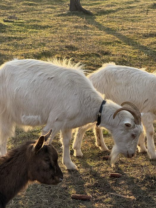 Vând capre românești