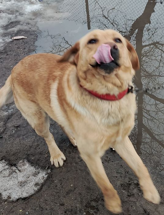 Собака  Лабрадор