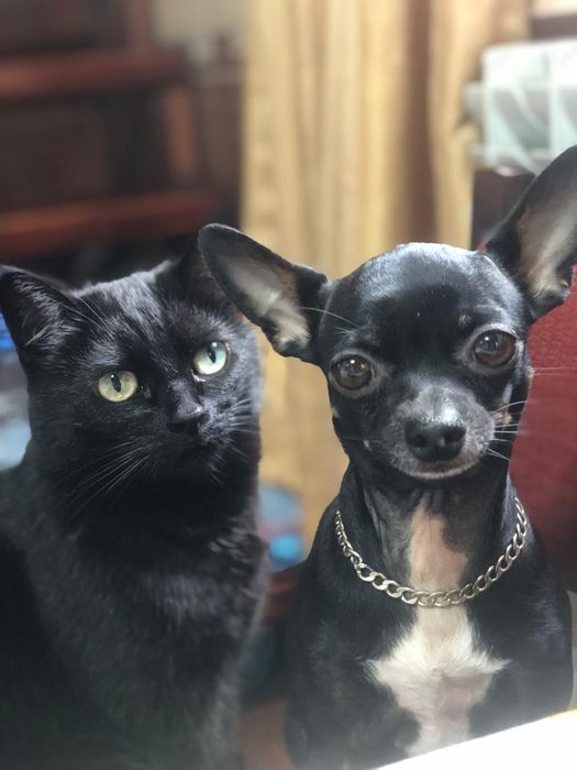 Тойтерьер три года